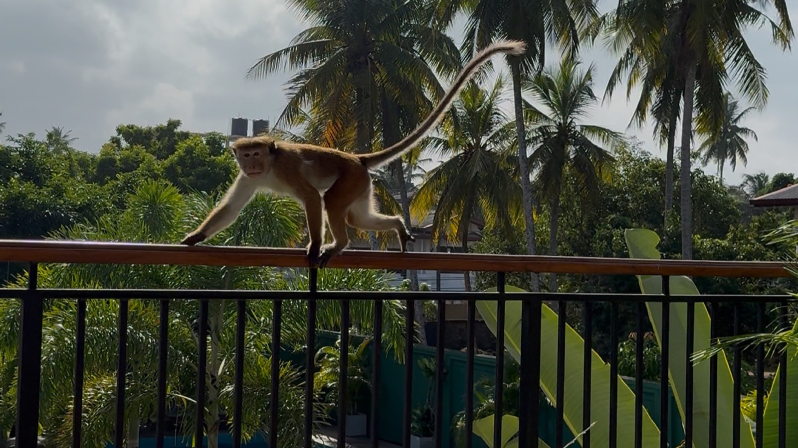 A balcony scene from Rob Nyquist's travels in Sri Lanka